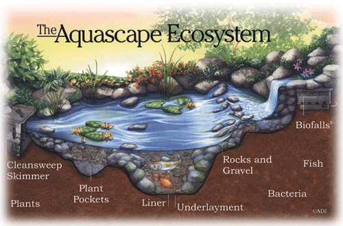 The Ecosystem of Water Garden Ponds